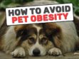 How To Avoid Pet Obesity?