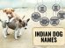 Indian Dog Names