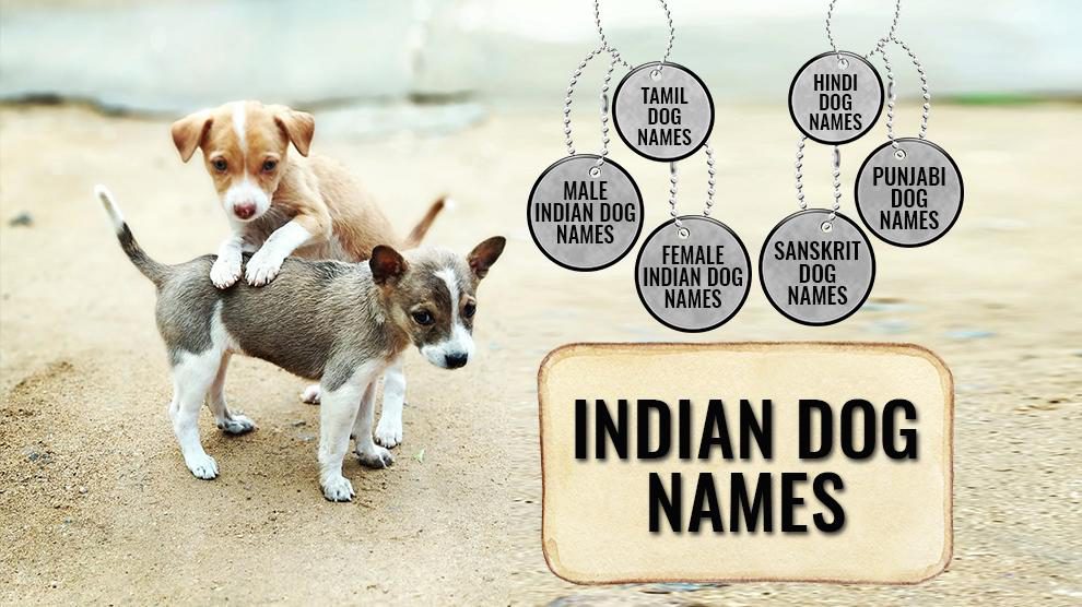 Handpicked Best Indian Dog Names Backed With Full Meanings Petmoo