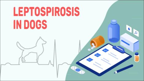 Leptospirosis In Dogs - Petmoo