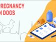 Pregnancy In Dogs