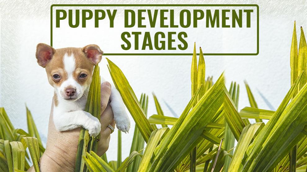 what are the stages of puppy development