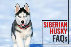 Perguntas frequentes sobre Husky Siberiano