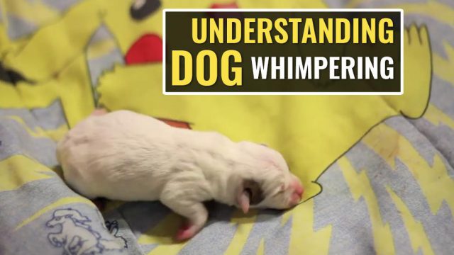 Understanding Dog Whimpering - Why Pups Do It? - Petmoo