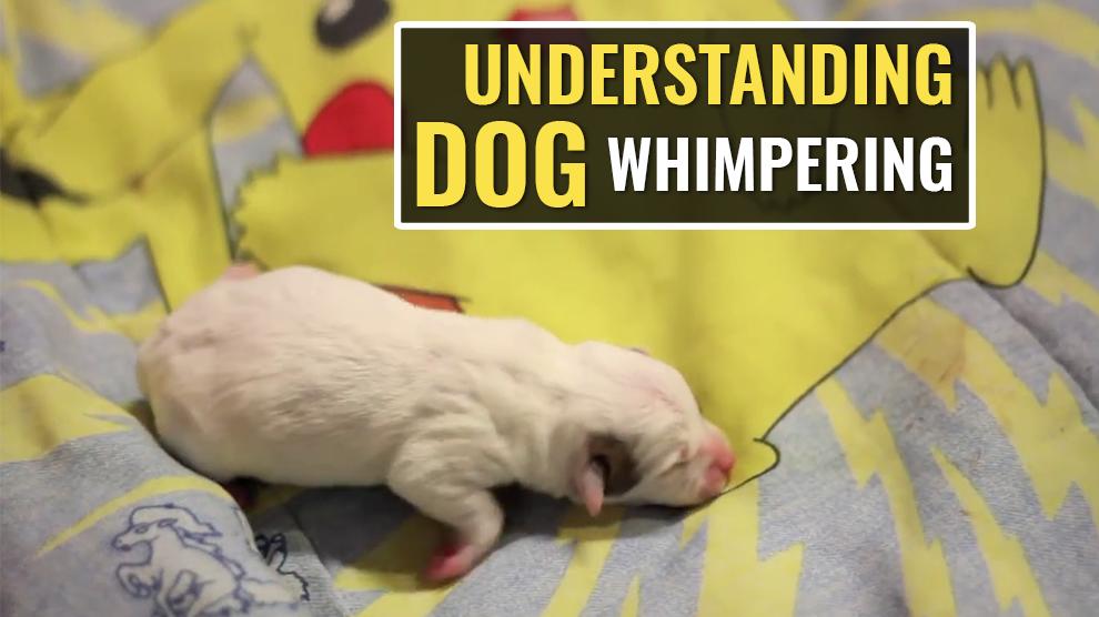 Understanding Dog Whimpering - Why Pups Do It? - Petmoo