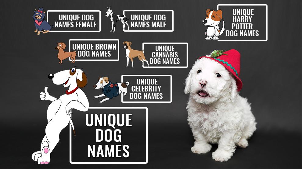 Cool Unique Girl Dog Names