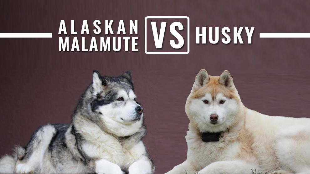Are Huskies Malamutes