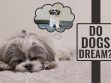 Do Dogs Dream – Let Sleeping Dogs Lie!