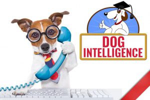 Dog Intelligence