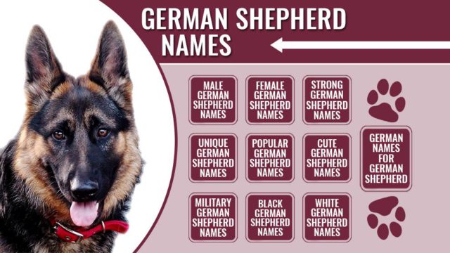 unique girl german shepherd names
