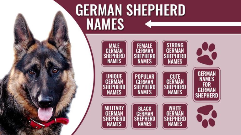 175-male-and-female-german-shepherd-names-with-meanings-petmoo