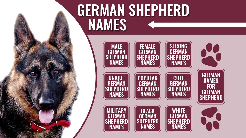 175+ Male And Female German Shepherd Names With Meanings - Petmoo