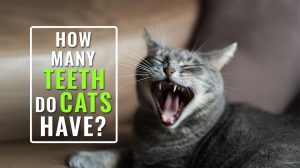 How Many Teeth Do Cats Have?