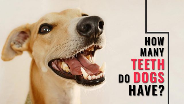 how-many-teeth-do-dogs-have-all-dog-dental-questions-answered-petmoo