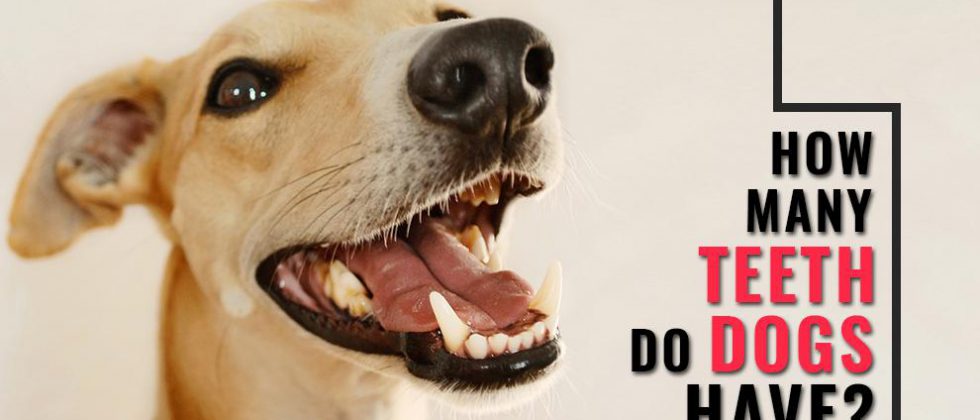 How Many Teeth Do Dogs Have?