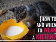 How To Wean A Kitten?