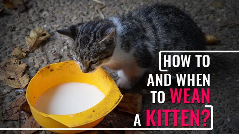 how-to-wean-a-kitten-when-do-kittens-stop-nursing-from-their-mother