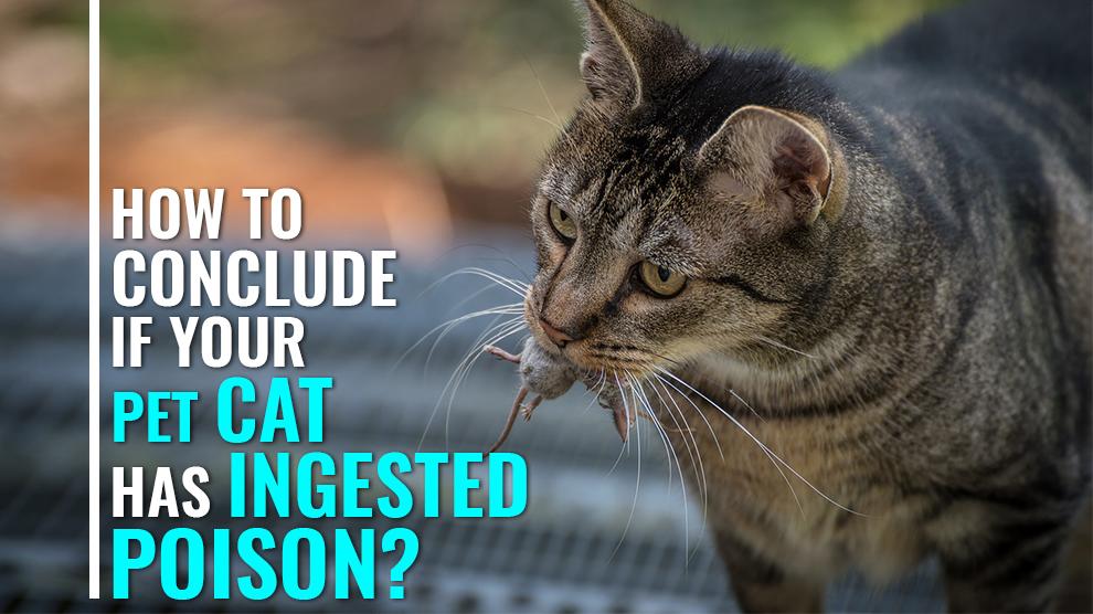 rat-poisoning-in-cats-how-to-conclude-if-your-cat-has-ingested-poison