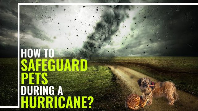 Hurricane Safety Tips For Pets - How To Safeguard Pets During A ...