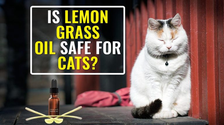 Is Lemongrass Oil Safe For Cats Facts On Essential Oil Poisoning In 