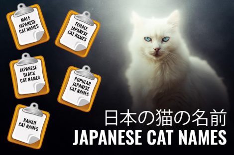 Japanese Cat Names