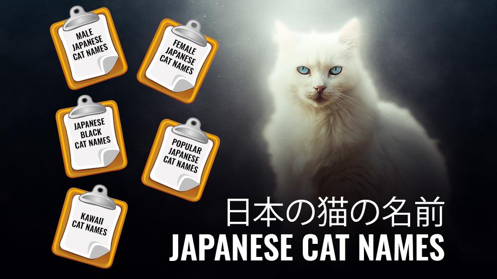 Japanese Cat Names 130 Top drawer Male And Female Names With 