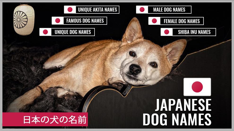 180+ Awesome Japanese Dog Names (日本の犬の名前) With Meanings - Petmoo