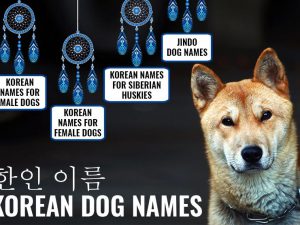 Dog Names Archives - Petmoo