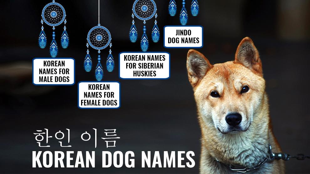 195 Best Korean Dog Name Ideas WowPooch