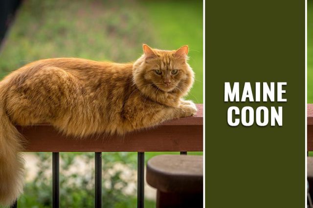 Maine Coon