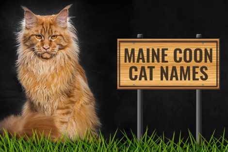 Maine Coon Cat Names