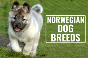 Norwegian Dog Breeds