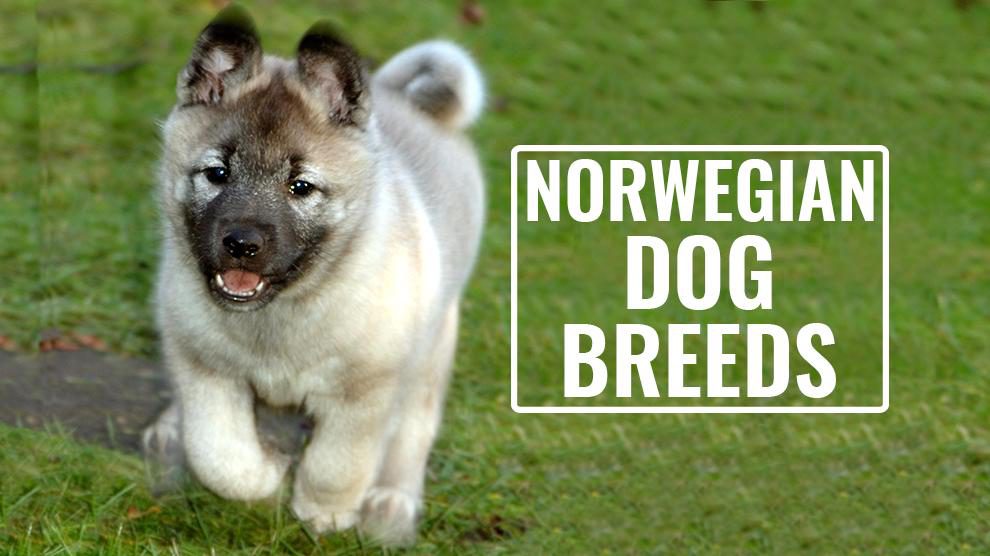 6 Norwegian Dog Breeds That Need More Attention Petmoo