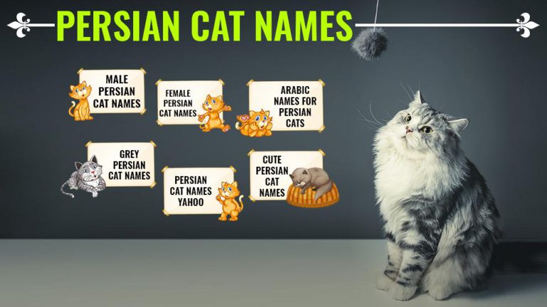 persian-cat-names-150-unique-and-gorgeous-names-with-meanings-petmoo