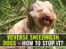 Reverse Sneezing In Dogs