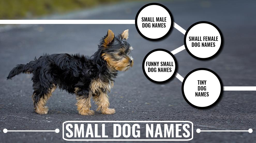 170+ Best Small Dog Names Backed With Concise Meanings - Petmoo