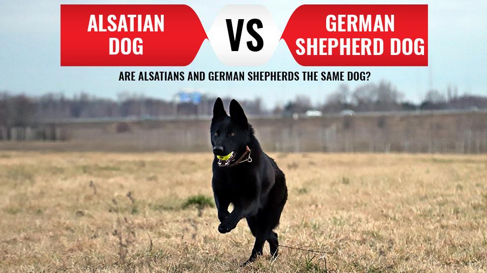 are german shepherd dogs the same as alsatians