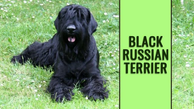 Black Russian Terrier Dog Breed Information - Petmoo