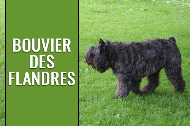 Bouvier des Flandres