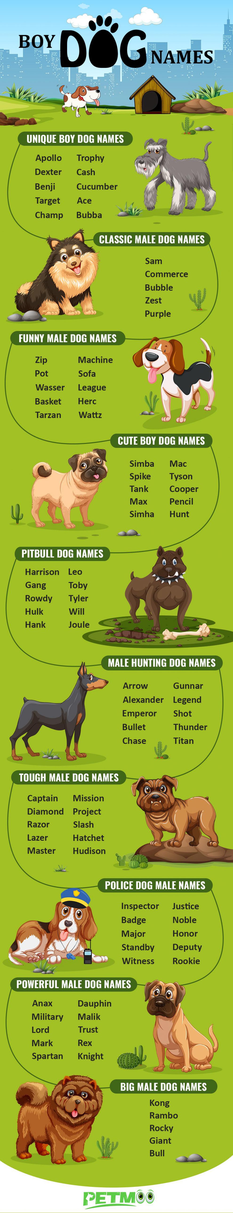 Popular Dog Names Male 2024 - Tonye Rachael