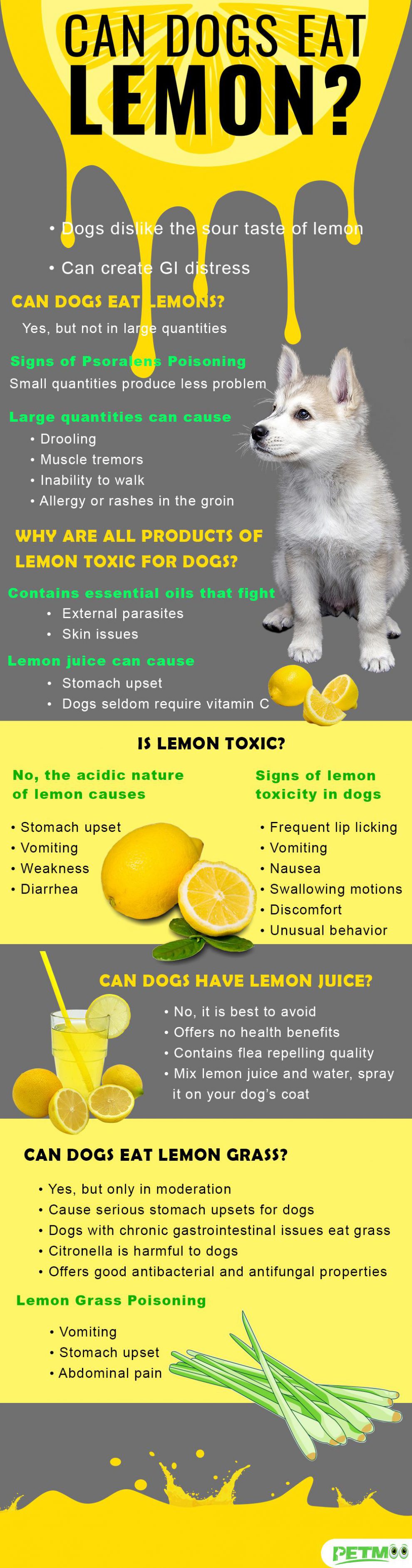 can-dogs-eat-lemon-can-dogs-have-lemon-juice-petmoo