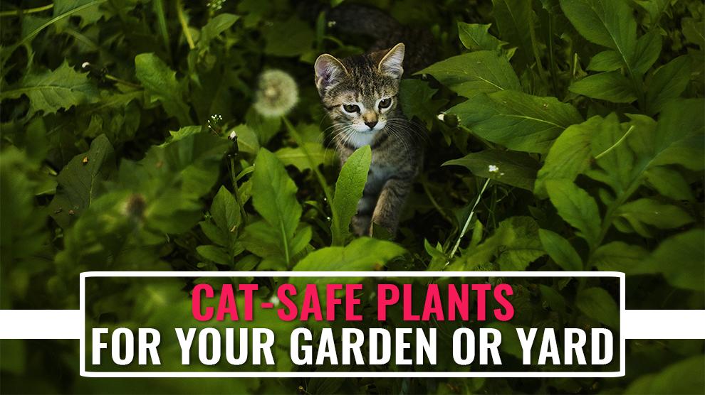 Cat Safe Plants For Your Garden Or Yard - Petmoo