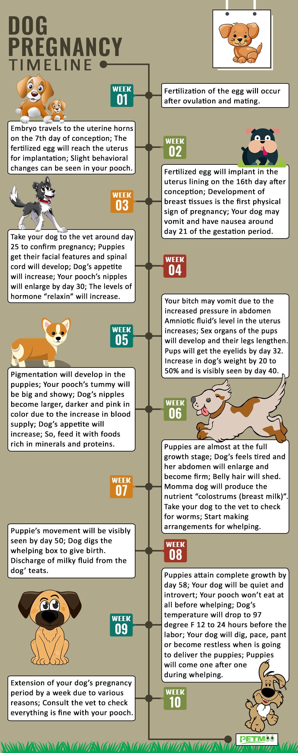 Dog Pregnancy Signs, Care, And Whelping Preparation Tips Petmoo