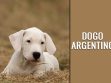 Dogo Argentino