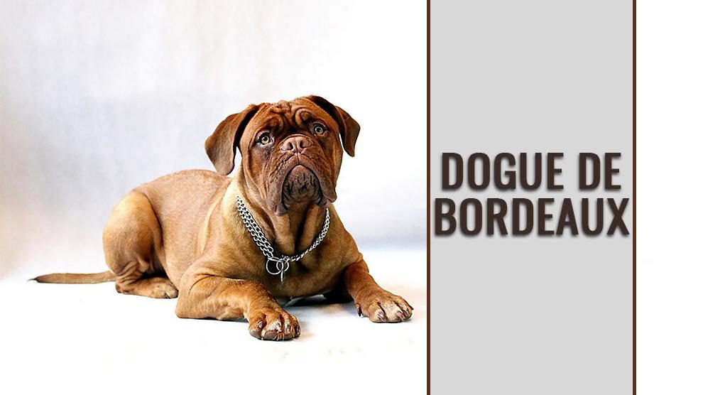 de Bordeaux - Dog Breed Information Mastiff - Petmoo