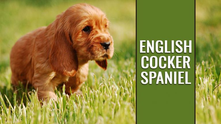 English Cocker Spaniel Dog Breed Information - Petmoo