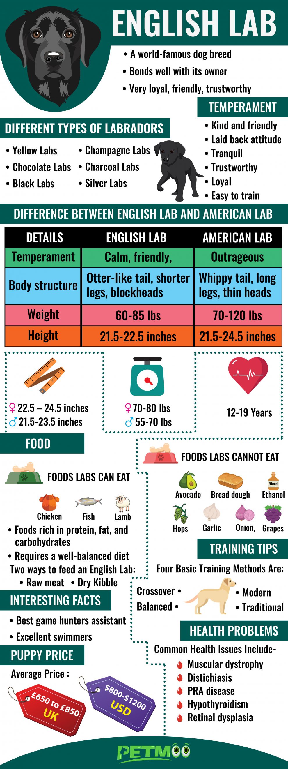 english-lab-facts-about-english-vs-american-labrador-retriever-petmoo