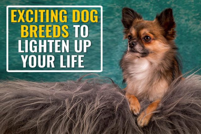 Dog Breeds To Lighten Up Your Life