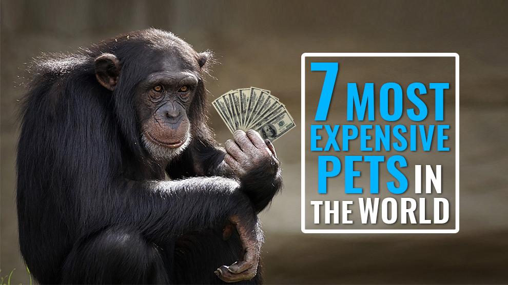 10-most-expensive-pets-in-the-world-petmoo