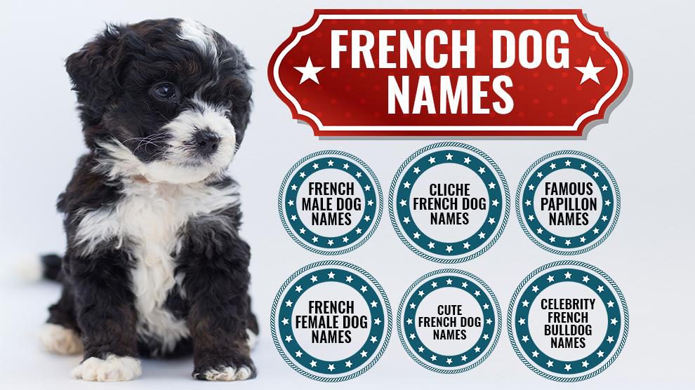 125+ Fantastic French Dog Names With Meanings - Petmoo